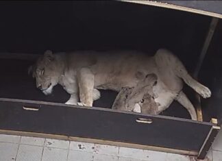 Seltene Berberlöwen im Erlebnis-Zoo Hannover bekommen Nachwuchs Berberlöwin Zara hat Drillinge zur Welt gebracht.