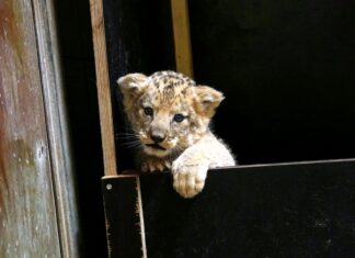 Seltener Berberlöwen-Nachwuchs im Erlebnis-Zoo entwickelt sich prächtig Neugierig und mobil - Die Berberlöwen-Drillinge klettern über die Wurfbox