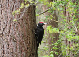 Besuch bei den Spechten im Stadtwald Langenhagen Der Schwarzspecht ist gut von den anderen vorkommenden Spechtarten zu unterscheiden.