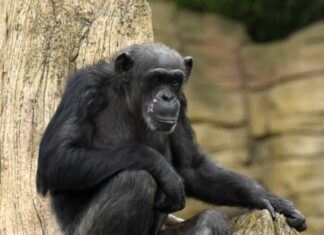 Erlebnis-Zoo Hannover trauert um 50-jährige Primatin Schimpansin Schika