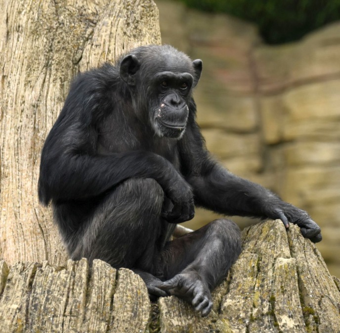 Schimpansin Schika