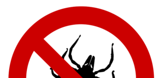 Grafik Zecke