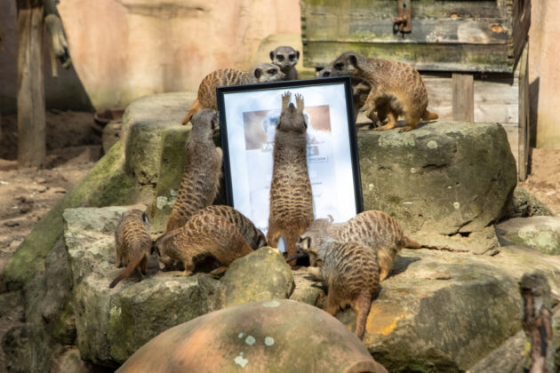 Asphalt-Magazin übernimmt Patenschaft für Erdmännchen im Erlebnis-Zoo Hannover