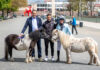 (vo.li.) Gregor Baum, Präsident des Hannoverschen Rennvereins e.V., Stefan Leitl, Cheftrainer von Hannover 96 und der ehemalige Jockey Filip Minarik.