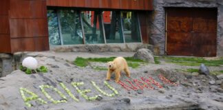 Abschiedsfeier für NANA - Erlebnis-Zoo Hannover