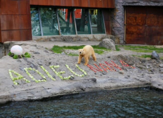 Erlebnis-Zoo Hannover: Abschiedsfeier für NANA Abschiedsfeier für NANA - Erlebnis-Zoo Hannover
