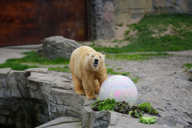 Abschiedsfeier für NANA - Erlebnis-Zoo Hannover