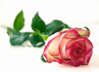 Landtagsabgeordneter Wook verteilt Rosen auf dem Langenhagener Marktplatz Rose