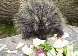 Ursons im Erlebnis-Zoo Hannover erkunden neue Anlage Baumstachler Viktor