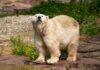 Eisbärin Vera im Tiergarten Nürnberg (25.06.2022)