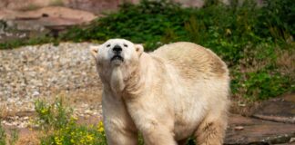 Eisbärin Vera im Tiergarten Nürnberg (25.06.2022)