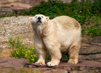 ADIEU NANA – WILLKOMMEN VERA! Eisbärin Vera im Tiergarten Nürnberg (25.06.2022)