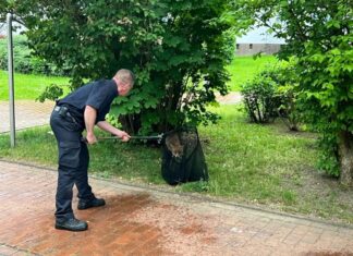 Tierrettung der Feuerwehr Hannover fängt freilaufenden Fuchs in Oberricklingen ein Tierrettung der Feuerwehr Hannover im Einsatz.