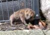Igel in Zaun eingeklemmt