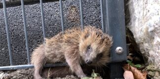Igel in Zaun eingeklemmt