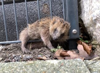 Celle: Igel aus misslicher Lage befreit Igel in Zaun eingeklemmt