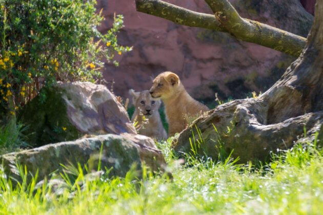 Berberlöwen-Drillinge - Zoo