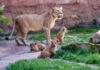 Berberlöwen-Drillinge - Zoo