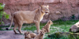 Berberlöwen-Drillinge - Zoo