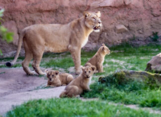 SELTENE BERBERLÖWEN-JUNGTIERE EROBERN IHR REICH Berberlöwen-Drillinge - Zoo