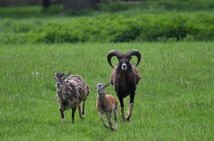 Erstes Lamm bei Muffelwild-Herde im Tiergarten