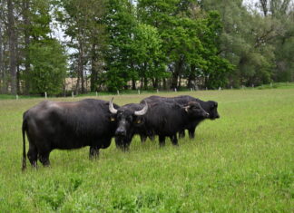 Erster Büffelauftrieb am „Bibersee“ in Koldingen Landschaftspflege light: Wasserbüffel grasen in Pattensen - Erster Büffelauftrieb am „Bibersee“ in Koldingen.