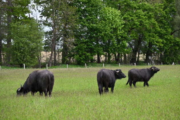 Landschaftspflege light: Wasserbüffel grasen in Pattensen - Erster Büffelauftrieb am „Bibersee“ in Koldingen.