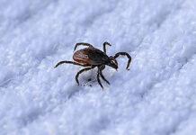 Zeckensaison 2026: FSME- und Borreliose-Risiko steigt in ganz Deutschland Zecke