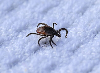 Keine Winterpause für Zecken in Deutschland Zecke