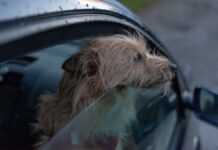Hitze im Auto: ADAC warnt vor Lebensgefahr für Kinder und Tiere Hund im Auto