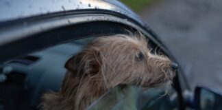 Hund im Auto