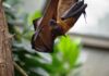 Fledermaus / Flughund