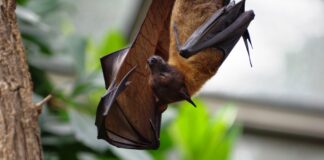 Fledermaus / Flughund