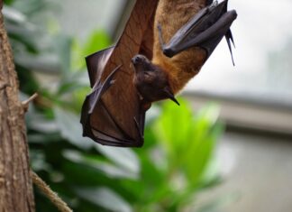 Spannende Beobachtungen von Fledermäusen mit Wärmebildkamera zur europäischen Fledermausnacht Fledermaus / Flughund