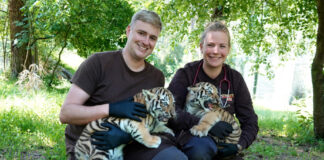 Leiter des Raubkatzenreviers, Marcel Müller und Zootierärztin Venna König bei den ersten Untersuchungen der Neuankömmlinge.