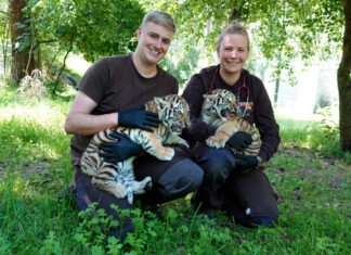 Erstmals Nachwuchs bei den Sibirischen Tigern im Serengeti-Park Leiter des Raubkatzenreviers, Marcel Müller und Zootierärztin Venna König bei den ersten Untersuchungen der Neuankömmlinge.