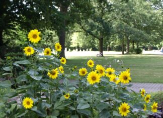 Wissenswertes zur letzten Ruhestätte auf Langenhagens Stadtfriedhöfen Das Foto zeigt den Bienengarten im Eingangsbereich des Friedhofs Grenzheide.