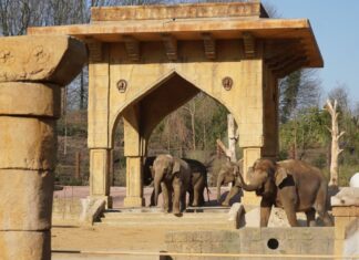 Erlebnis-Zoo Hannover blickt auf ein Gutes Jahr 2022 zurück Im März 2022 wurde die neue Außenanlage für die Elefanten fertiggestellt