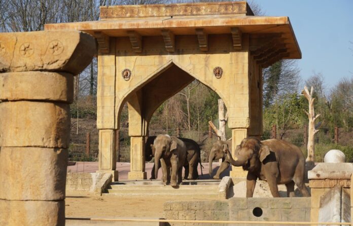 Im März 2022 wurde die neue Außenanlage für die Elefanten fertiggestellt