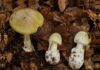 Amanita phalloides - Grüner Knollenblätterpilz