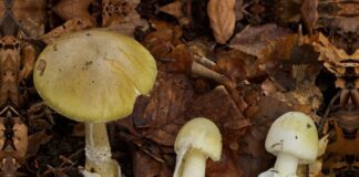 Amanita phalloides - Grüner Knollenblätterpilz