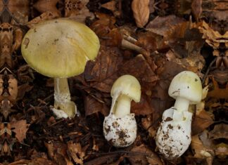 Achtung Giftpilze: MHH warnt vor tödlicher Gefahr Amanita phalloides - Grüner Knollenblätterpilz
