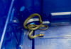 Tierischer Besuch in einer Filiale der Hannoverschen Volksbank