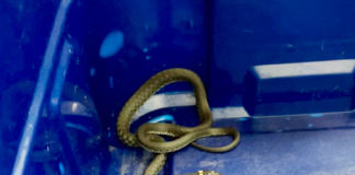 Tierischer Besuch in einer Filiale der Hannoverschen Volksbank