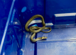 Langenhagen: Tierischer Besuch in einer Filiale der Volksbank Tierischer Besuch in einer Filiale der Hannoverschen Volksbank