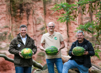 Erlebnis-Zoo Hannover: Seltene Berberlöwen-Jungtiere bekommen Namen Namensgebung für die Berberlöwen-Drillinge im Erlebnis-Zoo Hannover