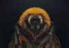 Die Patagonische Riesen-Hummel (Bombus dahlbomii) ist eine der größten Hummelarten der Welt. Sie ist auch vom Aussterben bedroht, seit chilenische Landwirte domestizierte europäische Hummeln einführten, um die Bestäubung von Nutzpflanzen zu unterstützen. Die eingeführten Hummeln haben wahrscheinlich Krankheiten eingeschleppt oder verdrängen die einheimischen Bienen von den bevorzugten Blumen.