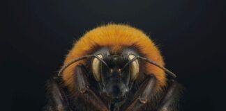 Die Patagonische Riesen-Hummel (Bombus dahlbomii) ist eine der größten Hummelarten der Welt. Sie ist auch vom Aussterben bedroht, seit chilenische Landwirte domestizierte europäische Hummeln einführten, um die Bestäubung von Nutzpflanzen zu unterstützen. Die eingeführten Hummeln haben wahrscheinlich Krankheiten eingeschleppt oder verdrängen die einheimischen Bienen von den bevorzugten Blumen.