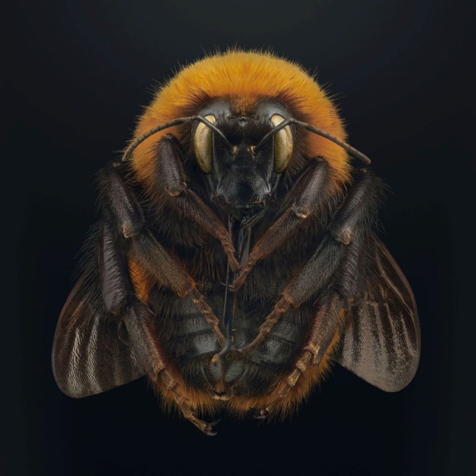 Die Patagonische Riesen-Hummel (Bombus dahlbomii) ist eine der größten Hummelarten der Welt. Sie ist auch vom Aussterben bedroht, seit chilenische Landwirte domestizierte europäische Hummeln einführten, um die Bestäubung von Nutzpflanzen zu unterstützen. Die eingeführten Hummeln haben wahrscheinlich Krankheiten eingeschleppt oder verdrängen die einheimischen Bienen von den bevorzugten Blumen.