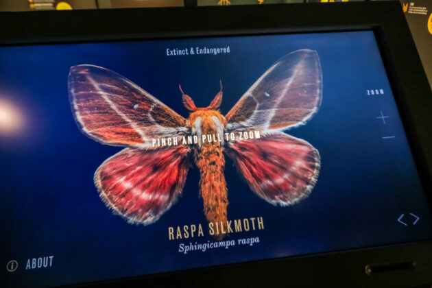Neue Ausstellung im Erlebnis-Zoo Hannover - „Extinct & Endangered: Insekten in Gefahr“
